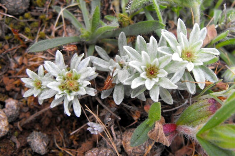 Historias y secretos de la calle Vereda Carpetana