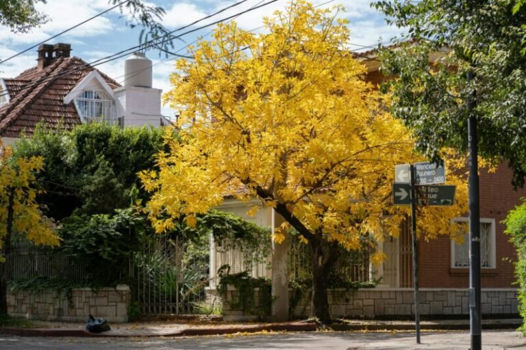 algete-impulsa-campanas-para-comprar-en-el-barrio