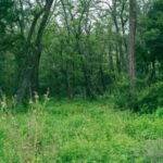 campus-de-naturaleza-en-las-vaquerizas-este-verano