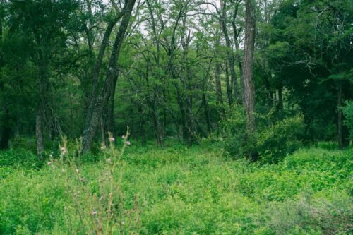 campus-de-naturaleza-en-las-vaquerizas-este-verano