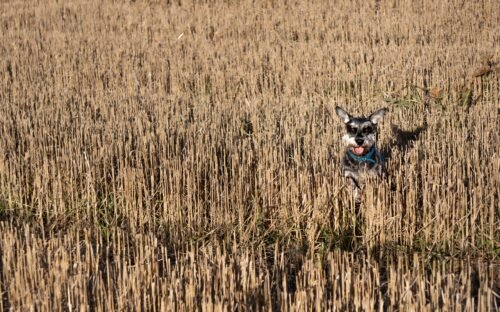 quejas-en-sanse-por-botellas-y-orines-de-perro